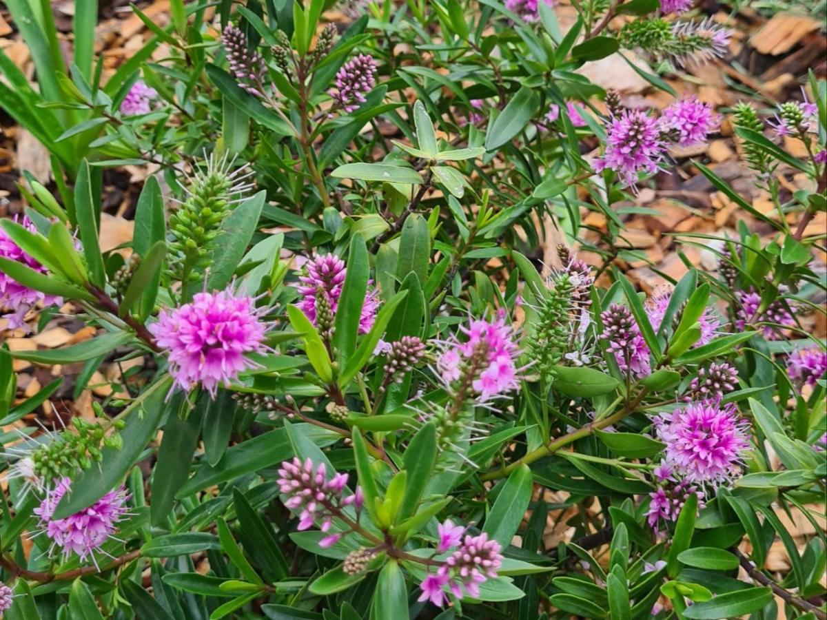 Kolonie'S Tuin Ξενοδοχείο Στέλενμπος Εξωτερικό φωτογραφία